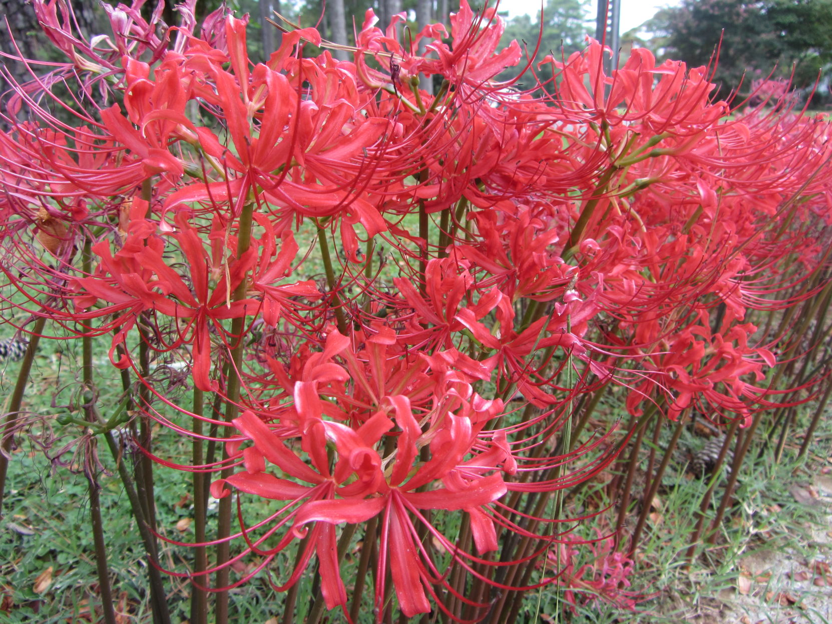 Spider lily